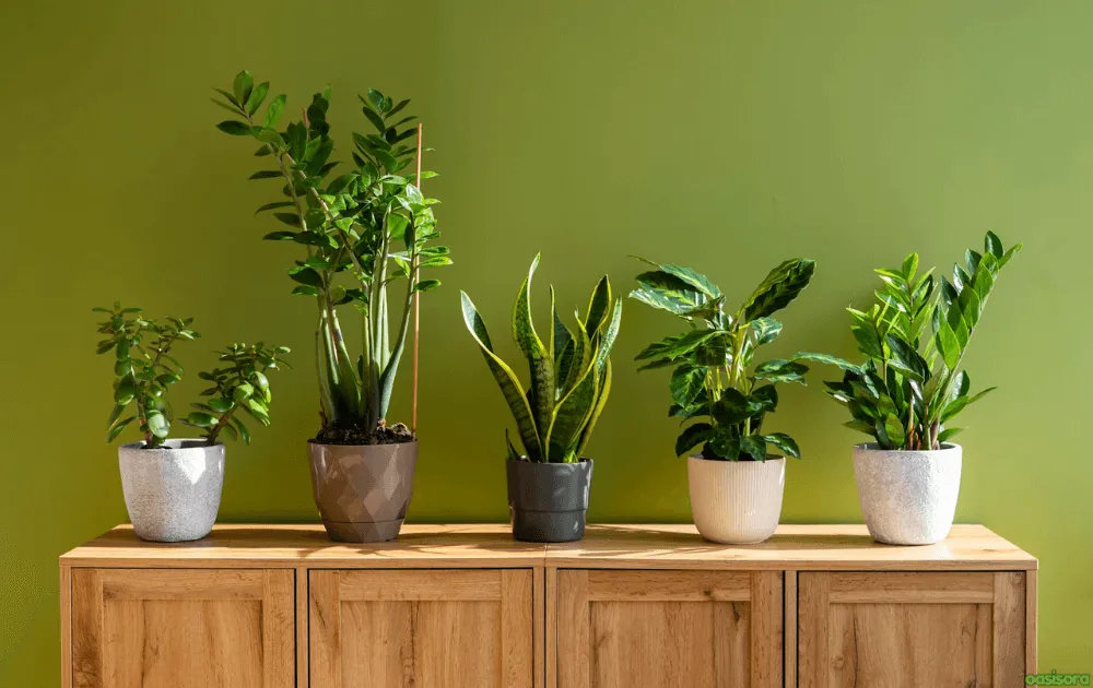 Low-Maintenance-Plants-or-Cuttings
