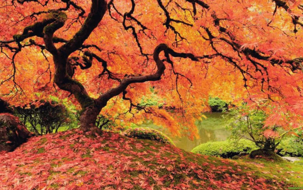 What Colors Dominate Traditional Japanese Gardens That Work 11 Red-and-Orange-as-Controlled-Accents