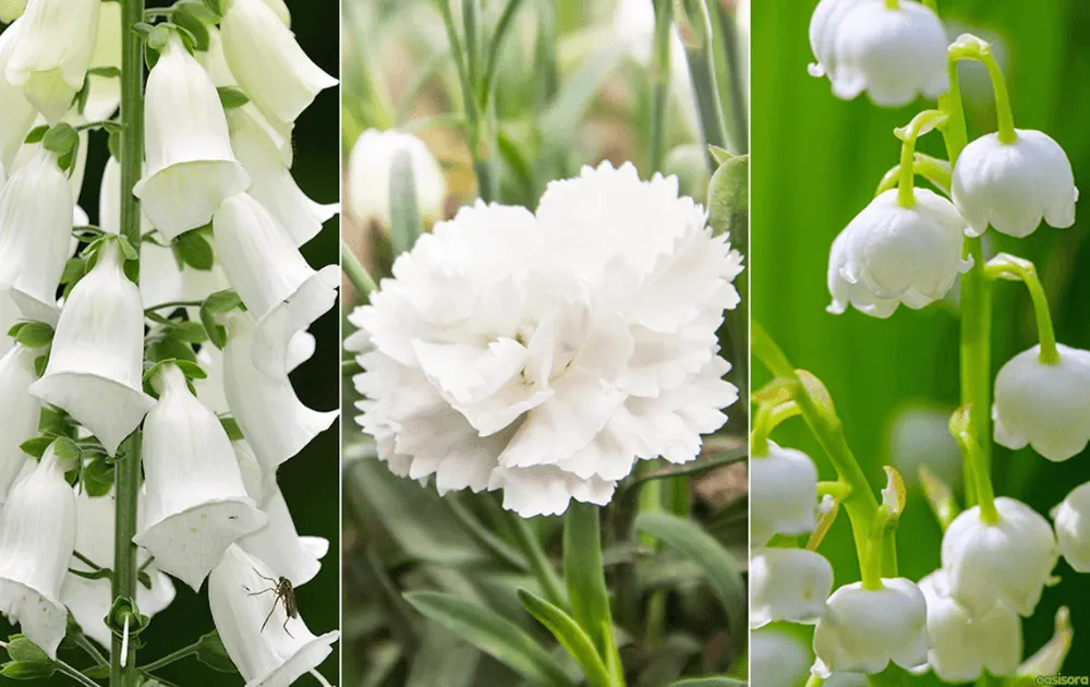 What Colors Dominate Traditional Japanese Gardens That Work 10 White-Flowers