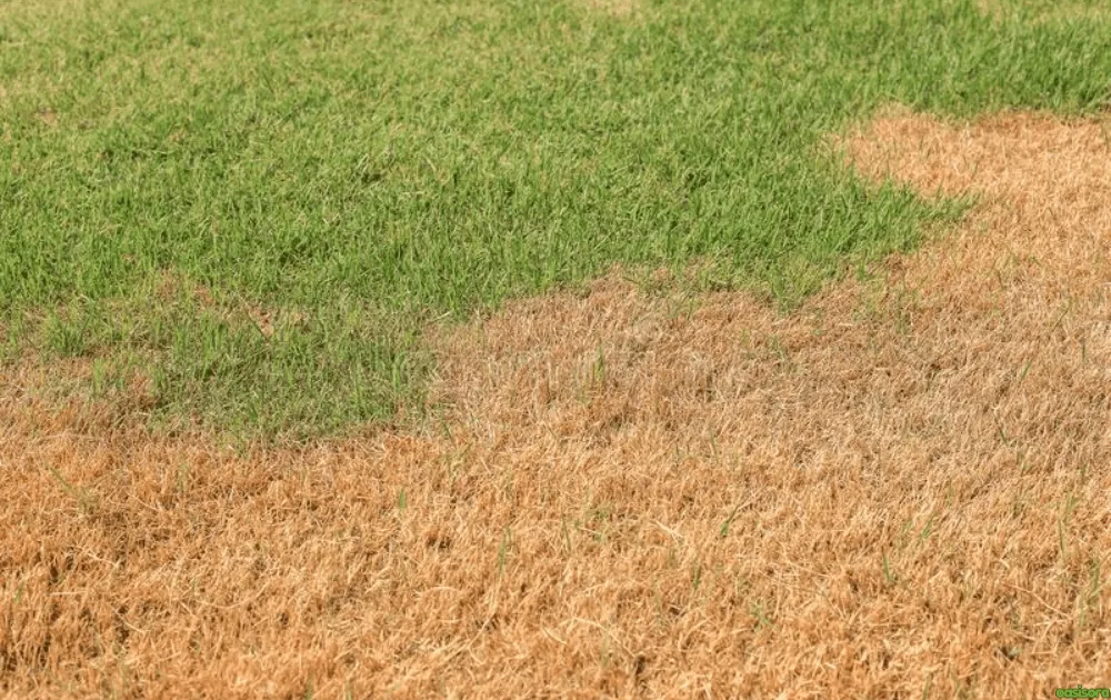 Autumn Lawn Care Checklist Before Winter 5 Common-Autumn-Lawn-Problems-You-Might-Notice