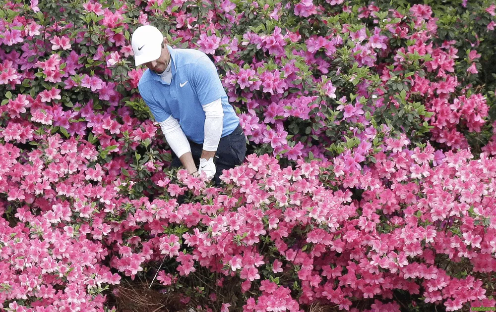 Azalea-Bush-Care-How-You-Keep-Them-Healthy-Year-Round
