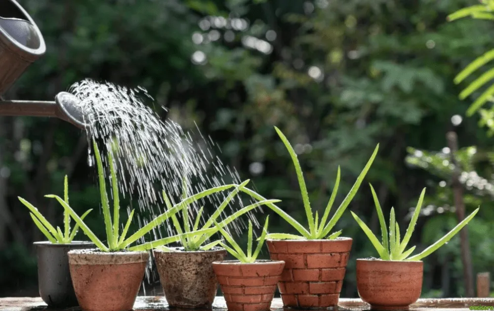 Best-Placement-for-Aloe-Indoors