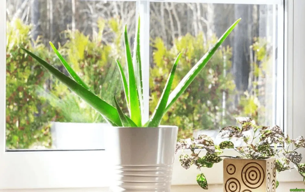 Bright-Indirect-Light-Vs-Direct-Sunlight-For-Aloe