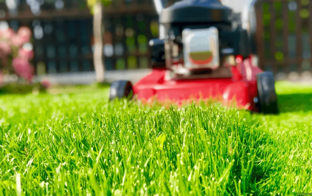 Buffalo Grass Autumn Mowing Height Guide 2 Buffalo-Grass-Height-Guide-What's-the-Ideal-Height-in-Autumn