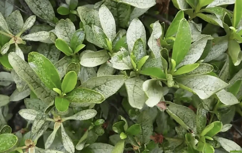 Common-Azalea-Problems