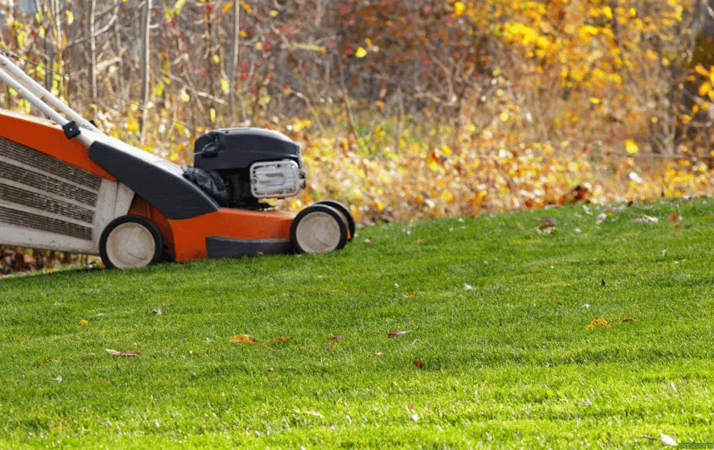 Buffalo Grass Autumn Mowing Height Guide 5 Dangers-of-Mowing-Buffalo-Grass-Too-Low-in-Autumn