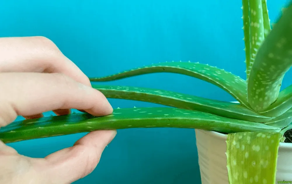 Growing Aloes: 10 Tips for Healthy Indoor & Outdoor Plants 6 Did-You-Ever-Wonder-Why-Some-Aloes-Thrive-While-Other-Struggle