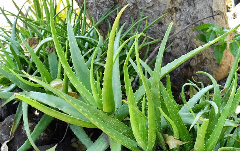 Growing-Aloe-Outdoors-Sunlight-Tips