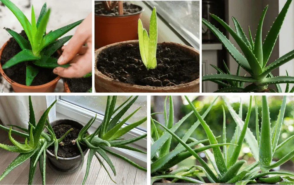 Growing Aloes: 10 Tips for Healthy Indoor & Outdoor Plants 1 Growing-Aloes-How-You-Can-Successfully-Grow-Healthy-Aloe-Plants-Indoors-and-Outdoors