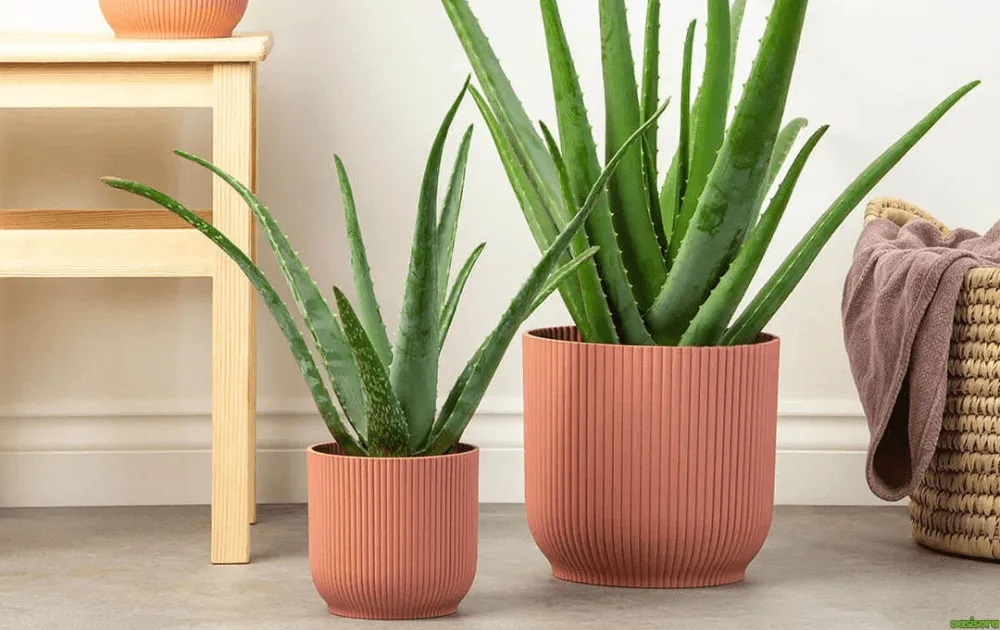Growing Aloes: 10 Tips for Healthy Indoor & Outdoor Plants 3 How-Can-You-Choose-the-Right-Aloe-for-Your-Space