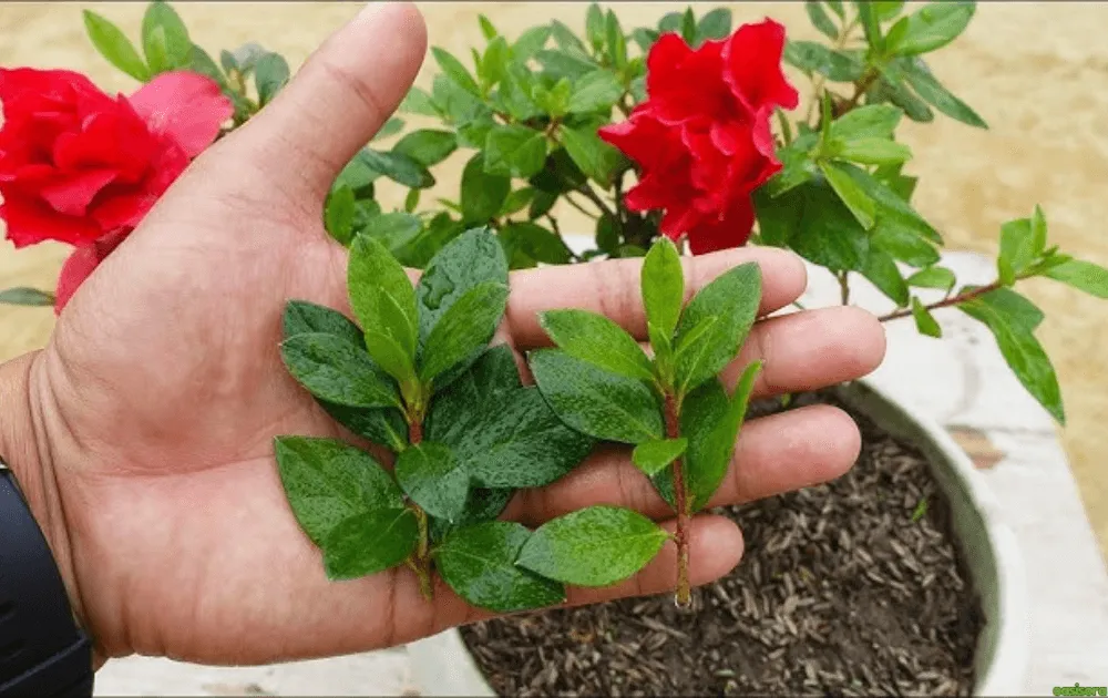 How-Can-You-Plant-Azalea-Bushes-Step-by-Step