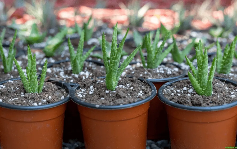 Growing Aloes: 10 Tips for Healthy Indoor & Outdoor Plants 4 How-Can-You-Propagate-Aloes-From-Offsets