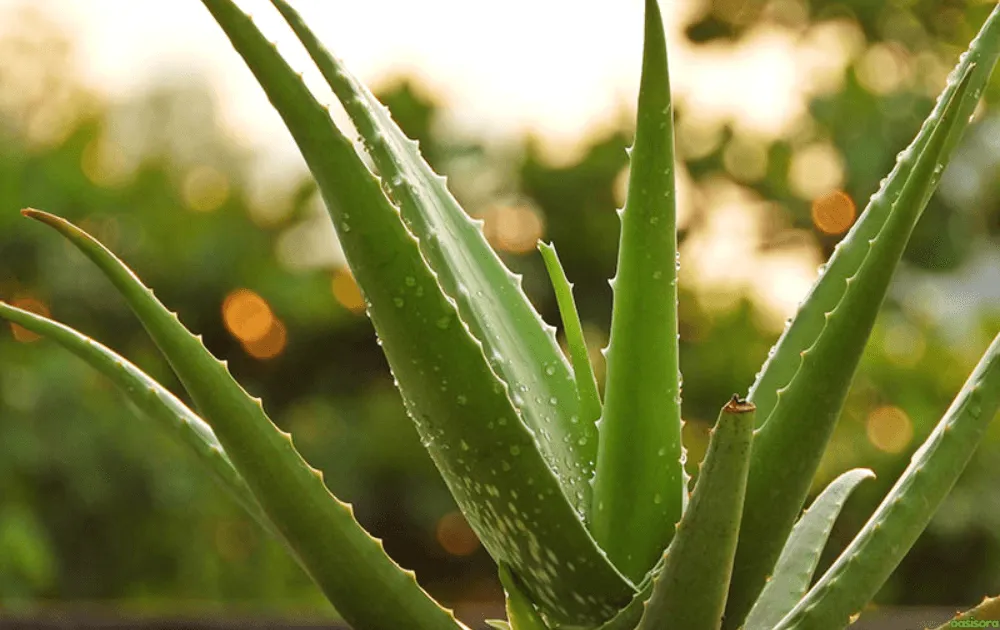 How-Much-Direct-Sunlight-Is-Ideal-for-Aloe