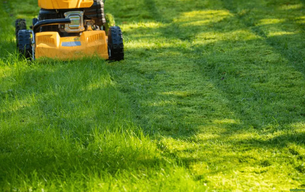 Buffalo Grass Autumn Mowing Height Guide 6 How-Often-Should-You-Mow-Buffalo-Grass-in-Autumn