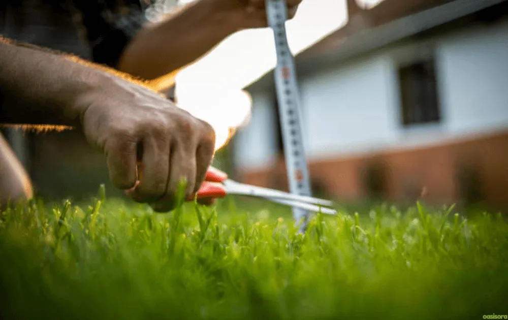 How You Should Adjust Mowing During Autumn 1 How-You-Should-Adjust-Mowing-During-Autumn