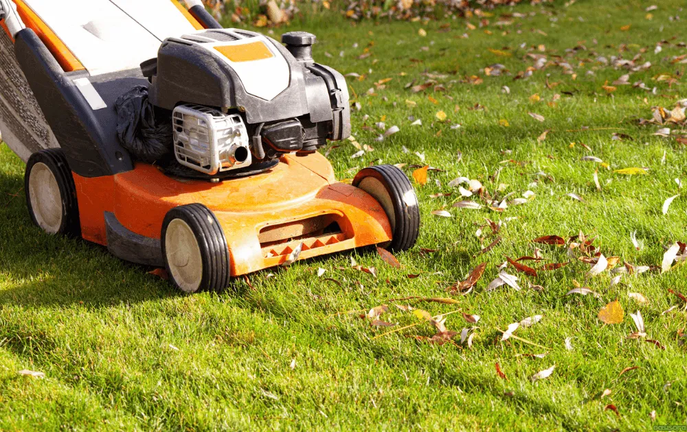 Buffalo Grass Autumn Mowing Height Guide 4 Should-You-Raise-or-Lower-Your-Mower-in-Autumn