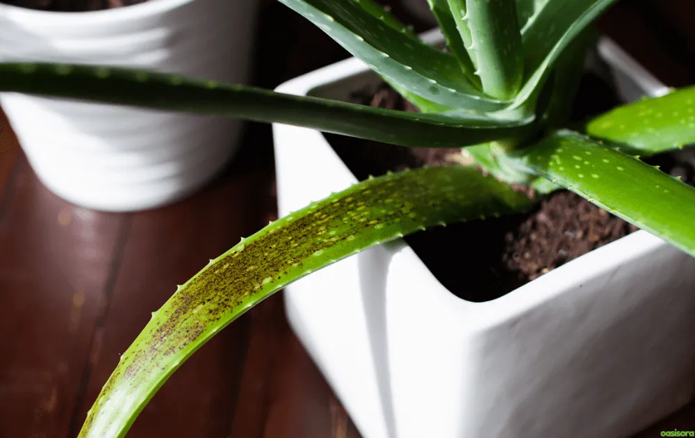 Signs-Your-Aloe-Isn't-Getting-Enough-Light