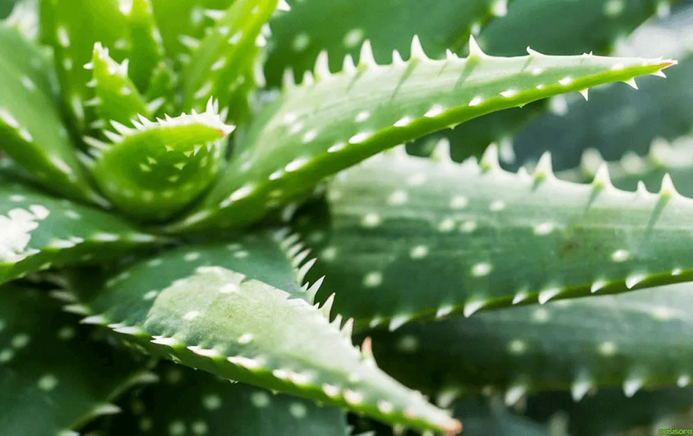 Growing Aloes: 10 Tips for Healthy Indoor & Outdoor Plants 2 What-Should-You-Know-About-Aloe-Before-You-Start-Growing-It