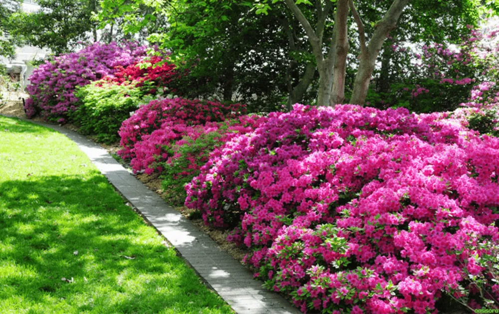 Where-Can-You-Plant-Azalea-Bushes-for-Best-Growth