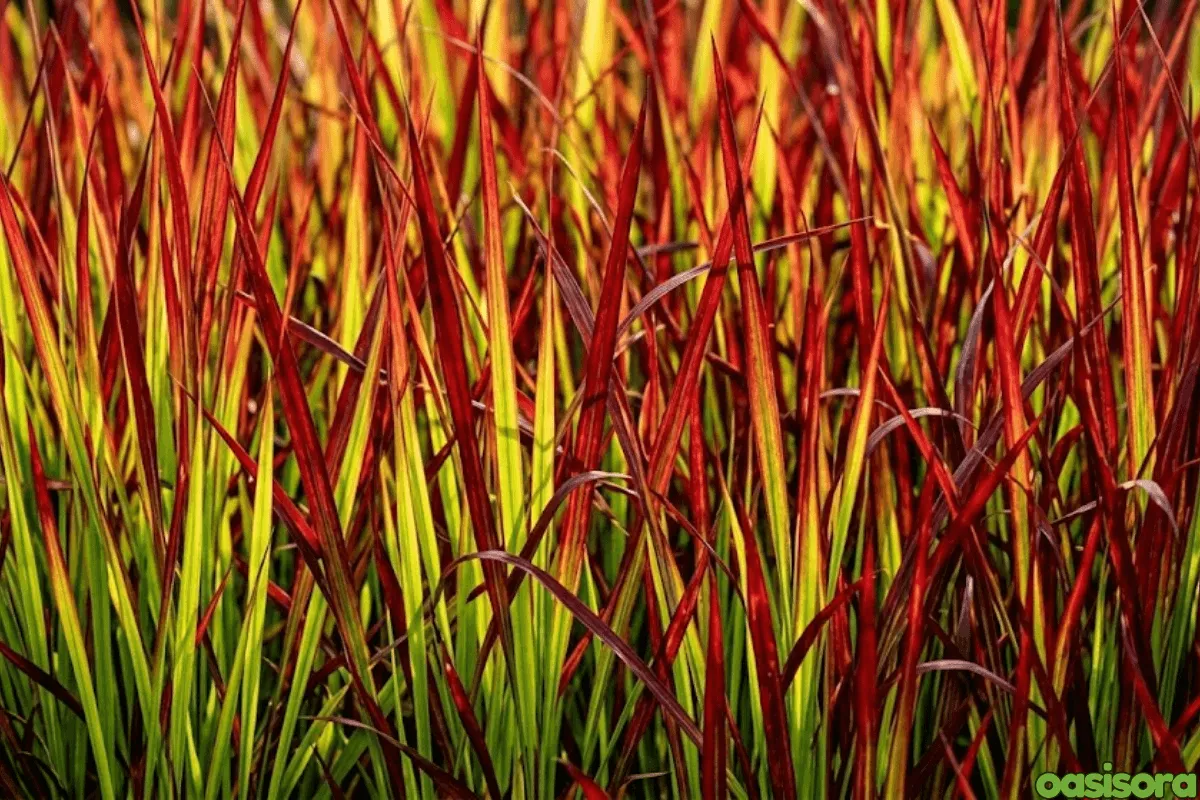 Japanese-Blood-Grass