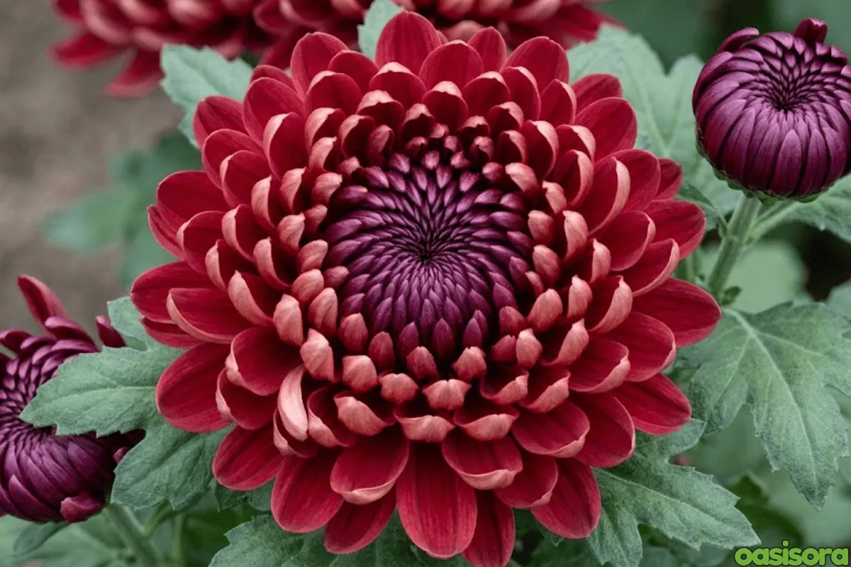 Japanese-Chrysanthemum