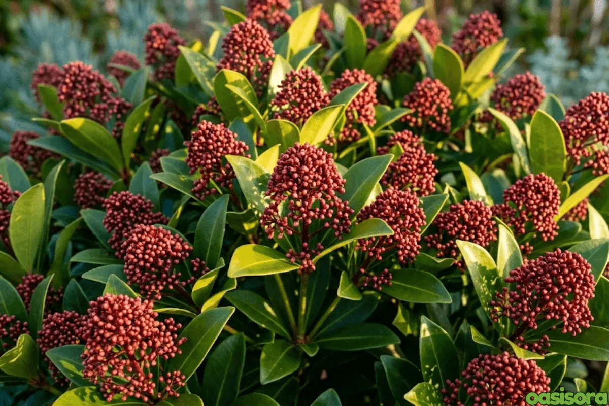 Japanese-Skimmia
