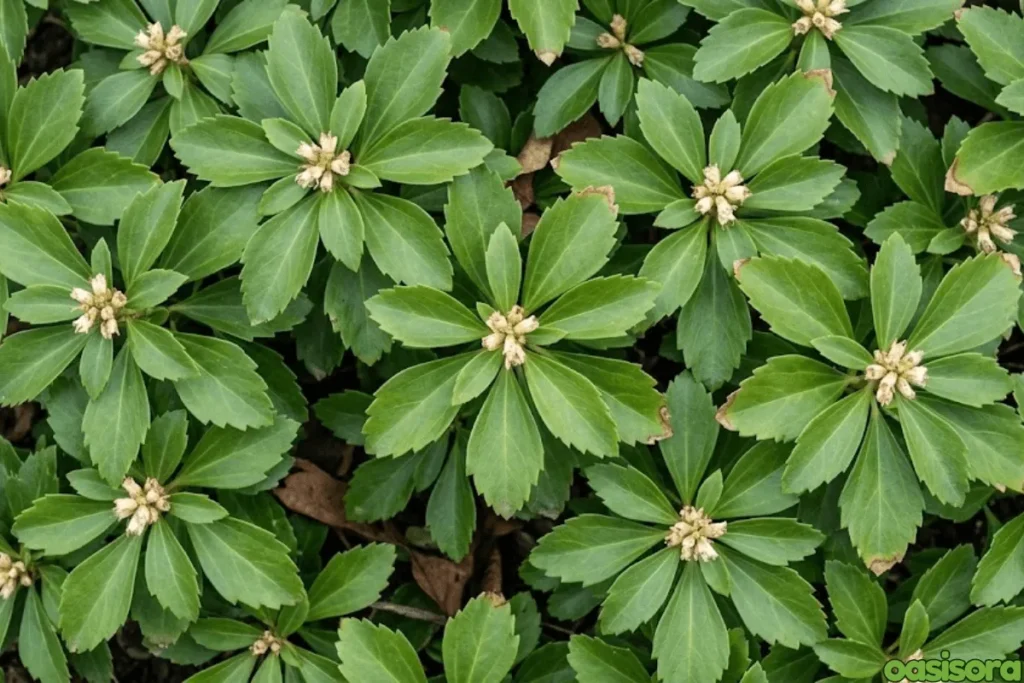 Japanese-Spurge