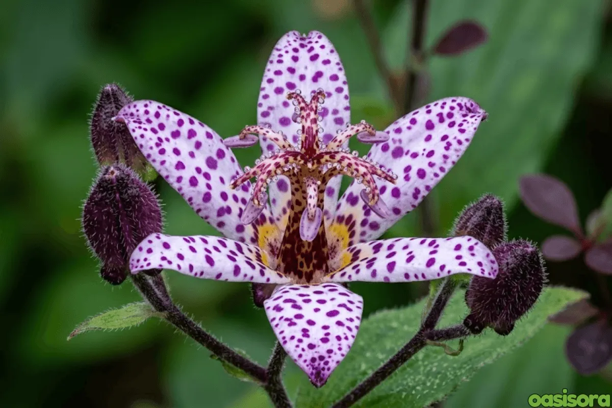 Japanese-Toad-Lily
