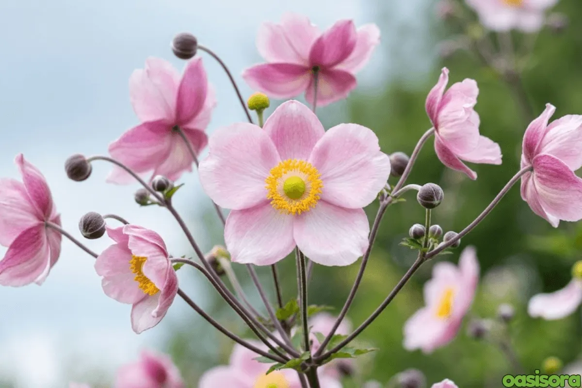 Japanese-Windflower