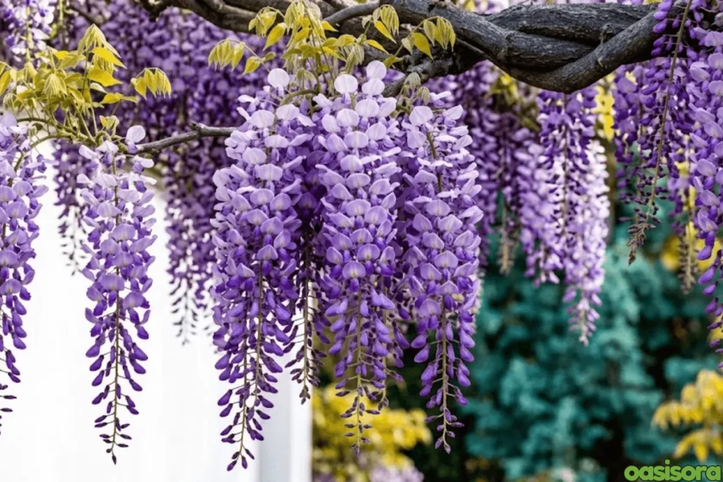 Japanese-Wisteria