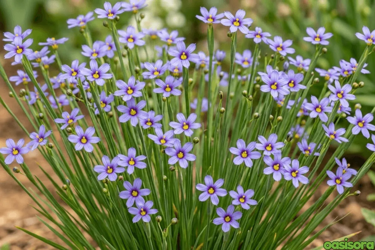 Blue-Eyed Grass
