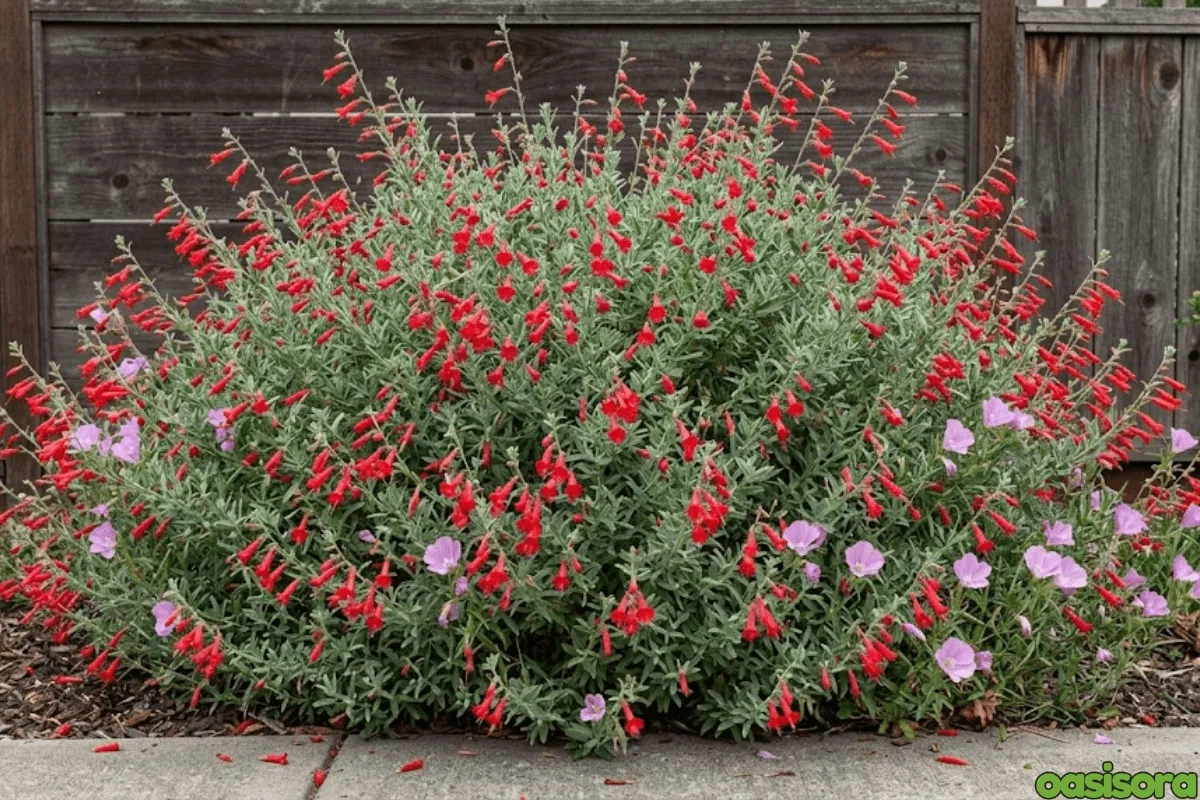 California-Fuchsia
