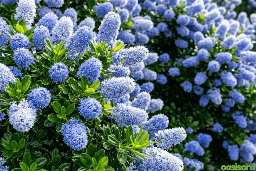California-Lilac