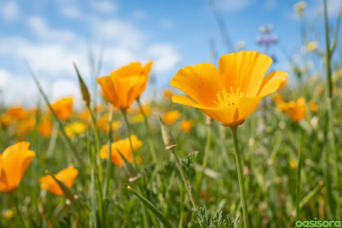 California-Poppy