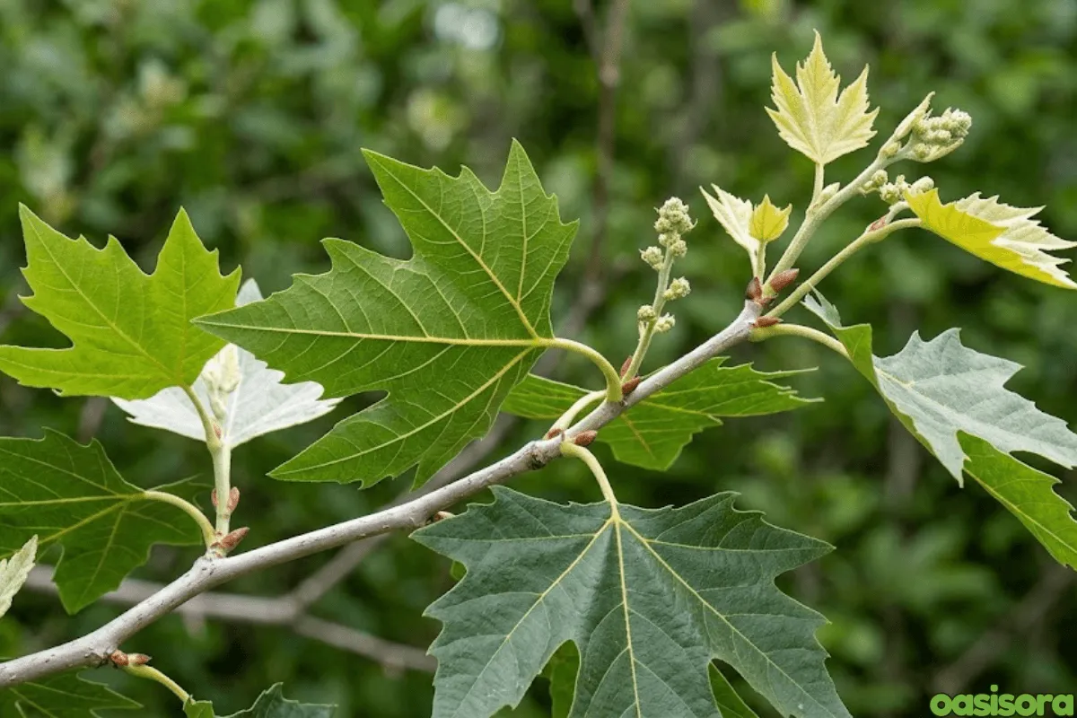 california-sycamore
