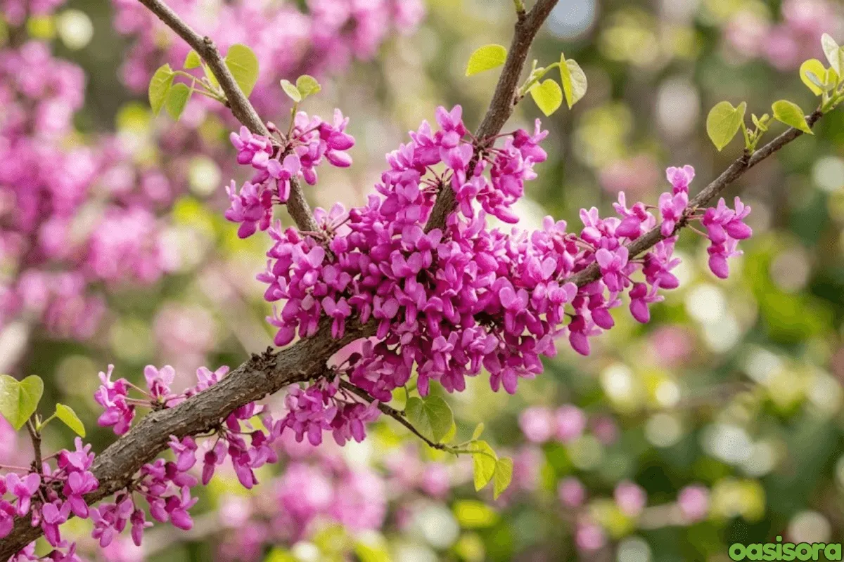 western-redbud